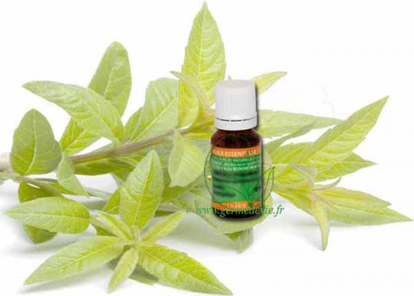 huile-essentielle-elemi-resine